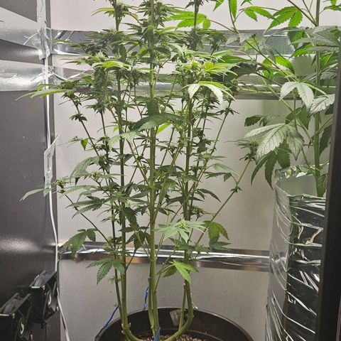 Terple growlog timeline photo