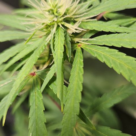 Gorila clone growlog timeline photo