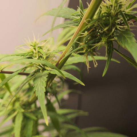 Gorila clone growlog timeline photo
