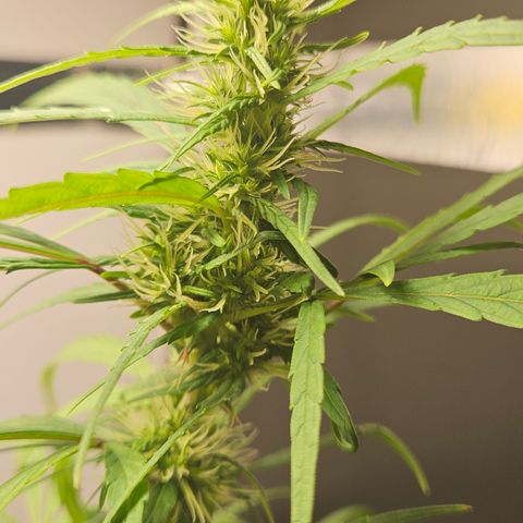 Gorila clone growlog timeline photo