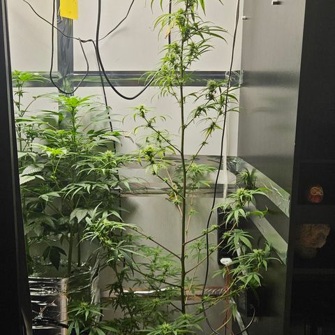 Gorila clone growlog timeline photo