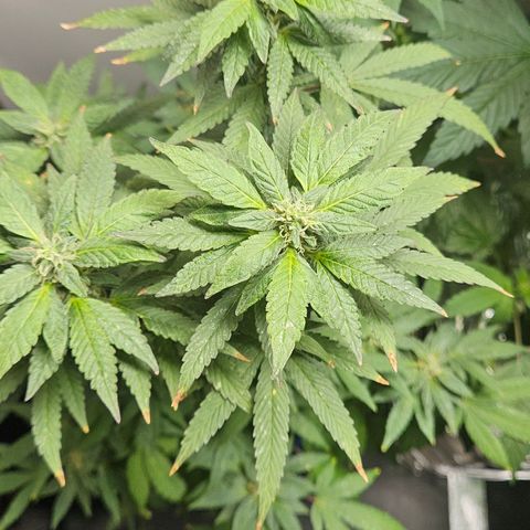 Terple growlog timeline photo