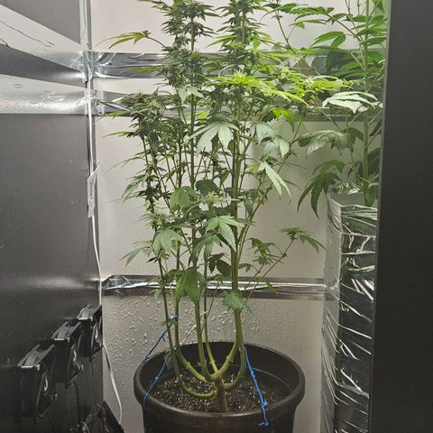Terple growlog timeline photo