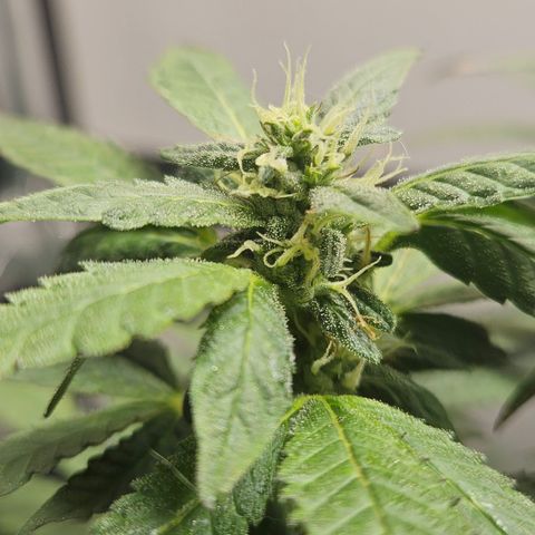 Terple growlog timeline photo