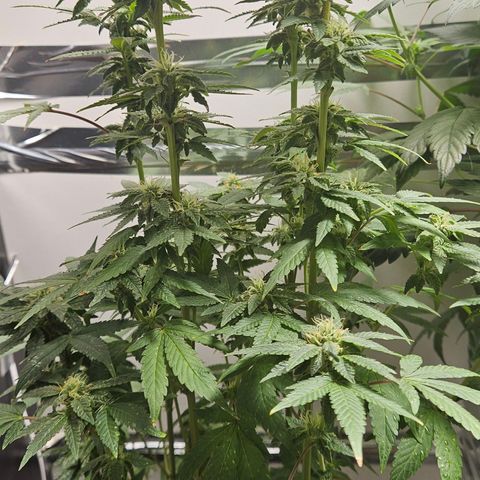 Terple growlog timeline photo