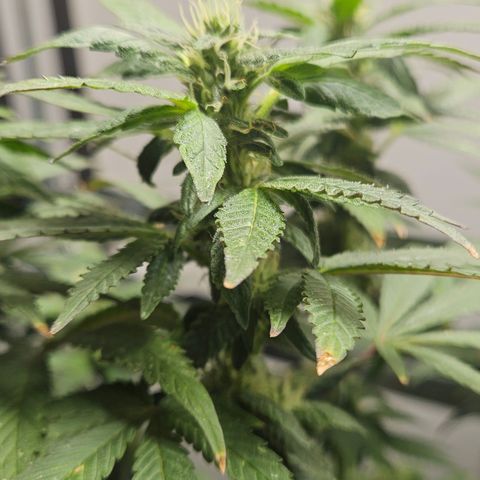 Terple growlog timeline photo