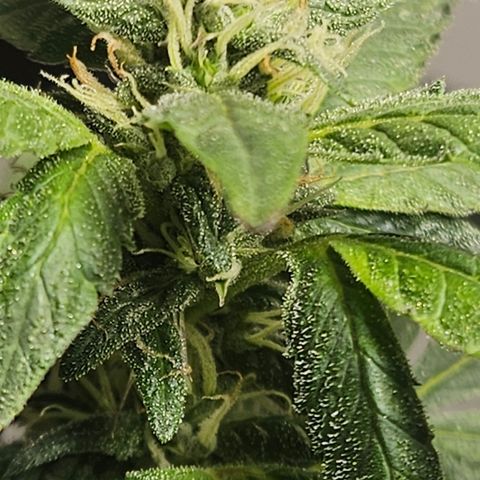 Terple growlog timeline photo