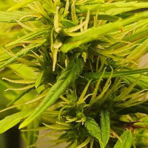 Gorila clone growlog timeline photo