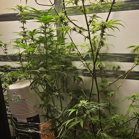 Gorila clone growlog timeline photo