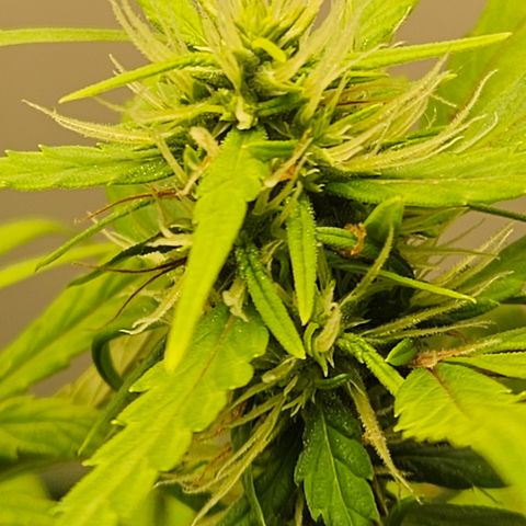 Gorila clone growlog timeline photo