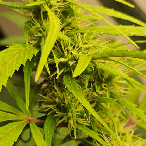 Gorila clone growlog timeline photo