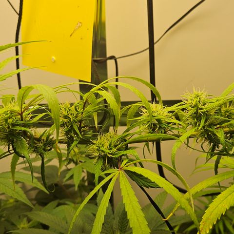 Gorila clone growlog timeline photo