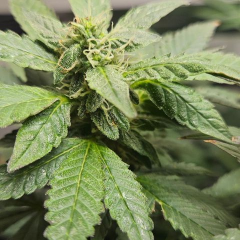 Terple growlog timeline photo