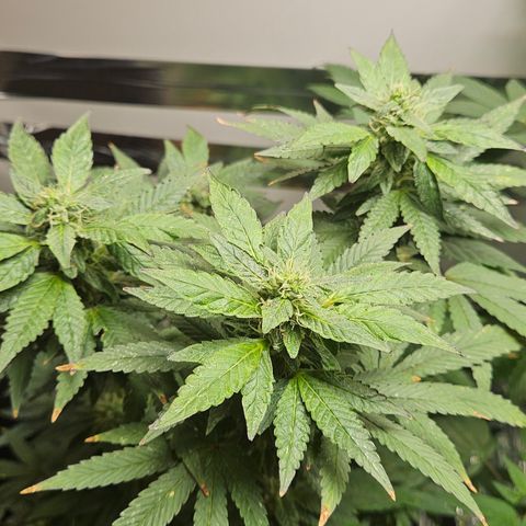 Terple growlog timeline photo