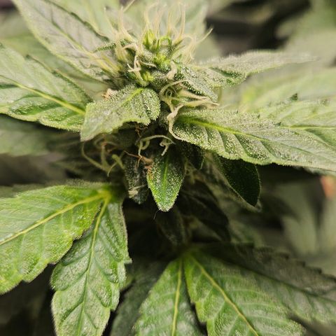 Terple growlog timeline photo