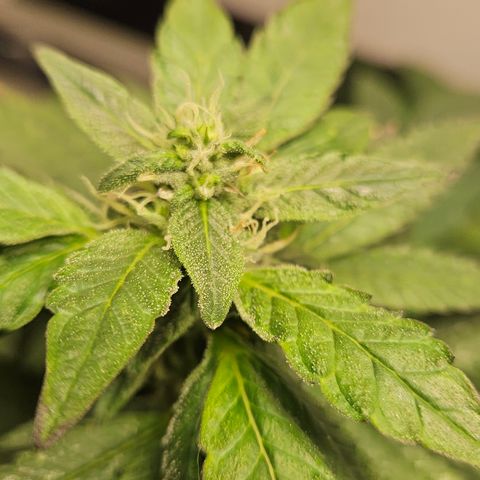 Terple growlog timeline photo