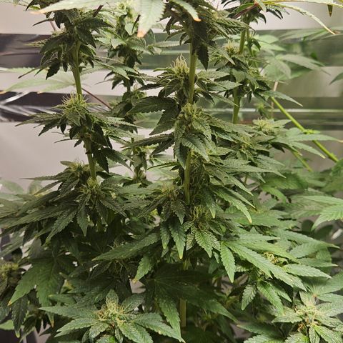 Terple growlog timeline photo