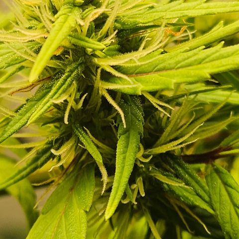 Gorila clone growlog timeline photo