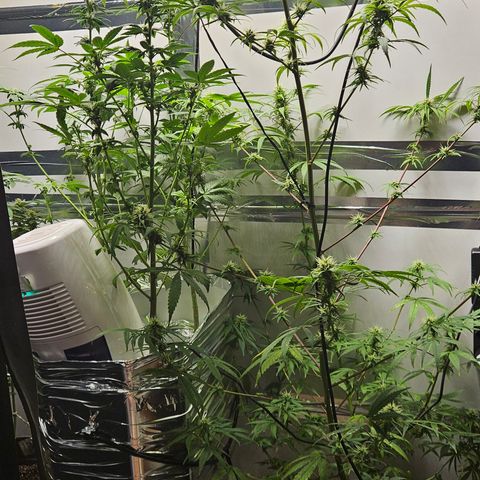 Gorila clone growlog timeline photo