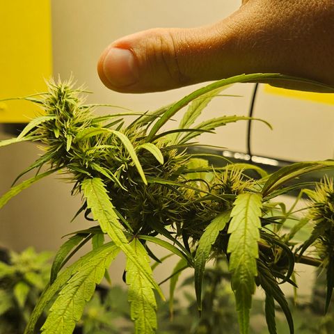 Gorila clone growlog timeline photo