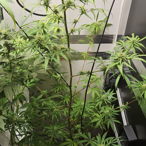 Gorila clone growlog timeline photo
