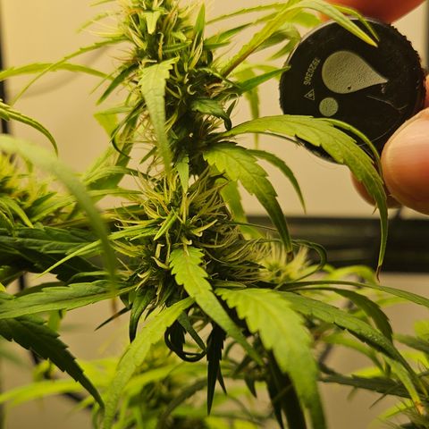 Gorila clone growlog timeline photo