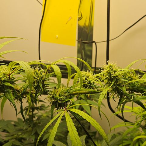 Gorila clone growlog timeline photo