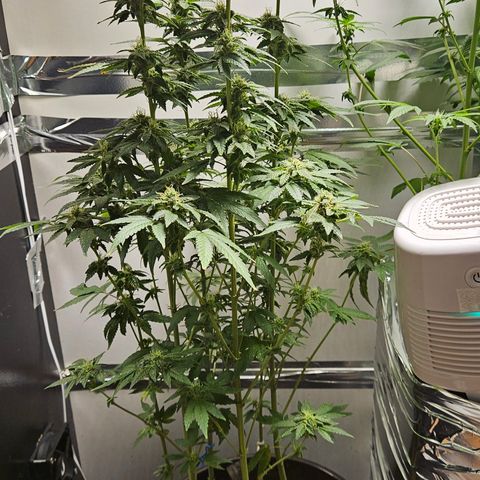 Terple growlog timeline photo