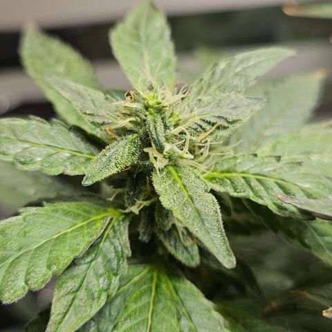 Terple growlog timeline photo