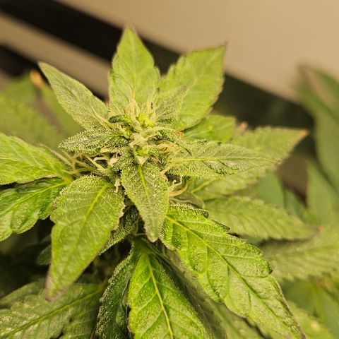 Terple growlog timeline photo