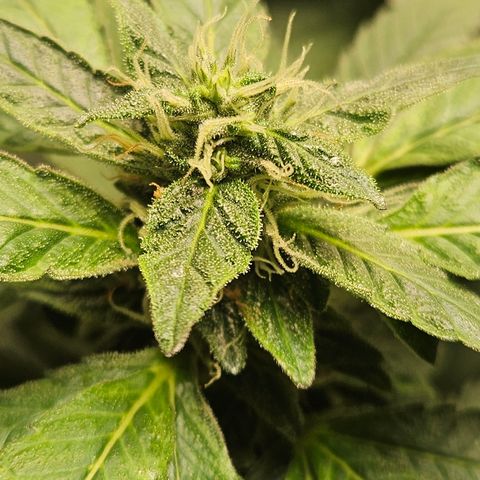 Terple growlog timeline photo