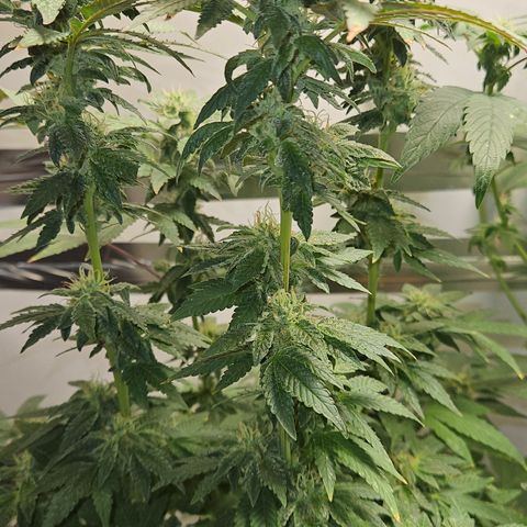 Terple growlog timeline photo