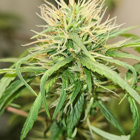 Gorila clone growlog timeline photo