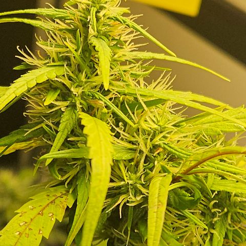 Gorila clone growlog timeline photo