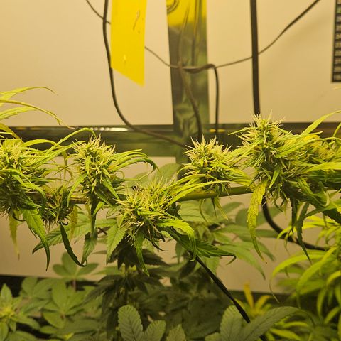 Gorila clone growlog timeline photo