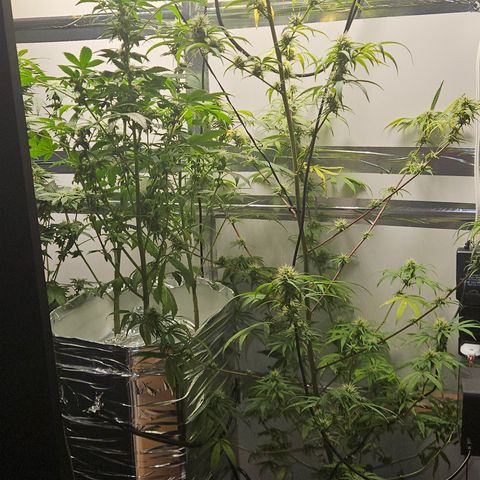 Gorila clone growlog timeline photo