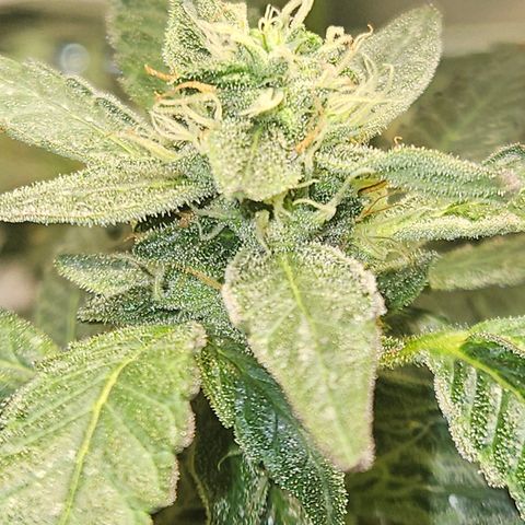 Terple growlog timeline photo