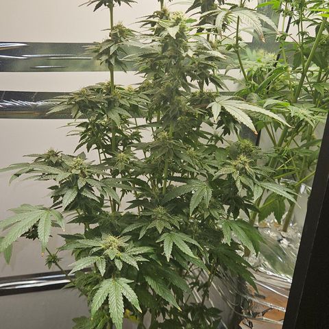 Terple growlog timeline photo