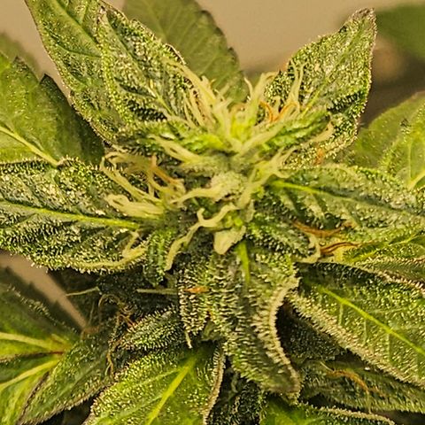 Terple growlog timeline photo