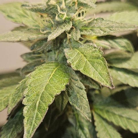 Terple growlog timeline photo