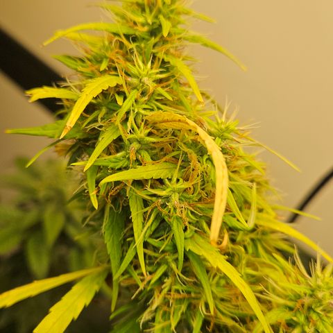 Gorila clone growlog timeline photo