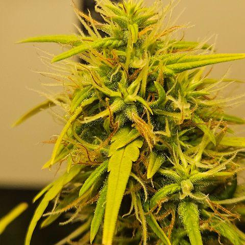 Gorila clone growlog timeline photo