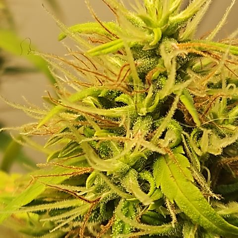 Gorila clone growlog timeline photo