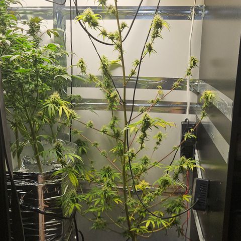 Gorila clone growlog timeline photo
