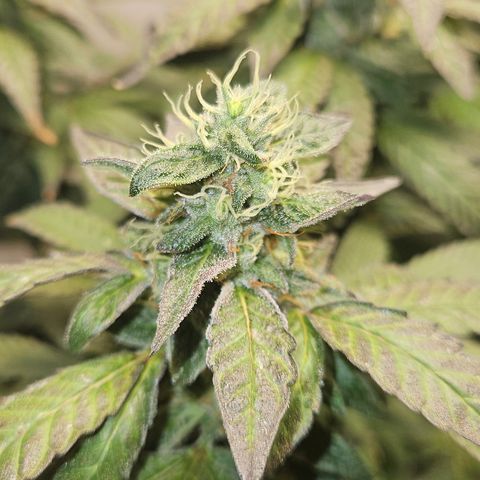 Terple growlog timeline photo