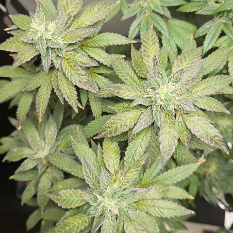 Terple growlog timeline photo