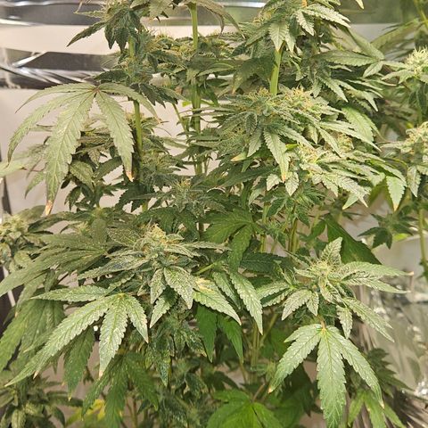 Terple growlog timeline photo