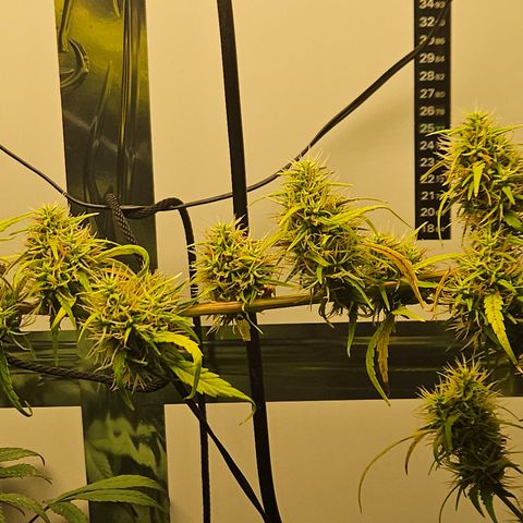 Gorila clone growlog timeline photo