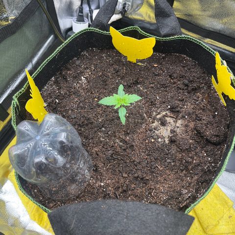 Candy Kush Express growlog timeline photo
