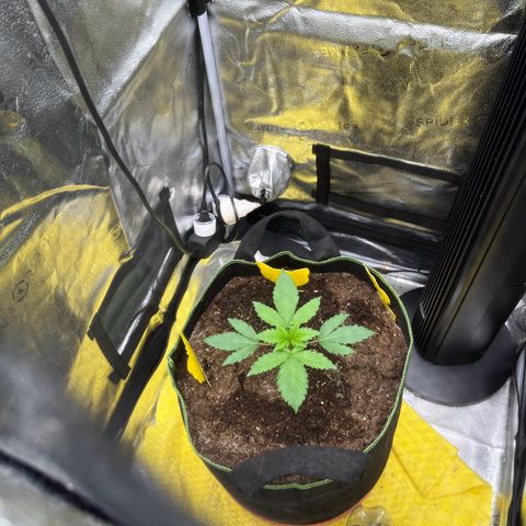 Candy Kush Express growlog timeline photo